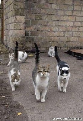 Back_Alley_Cats.jpg